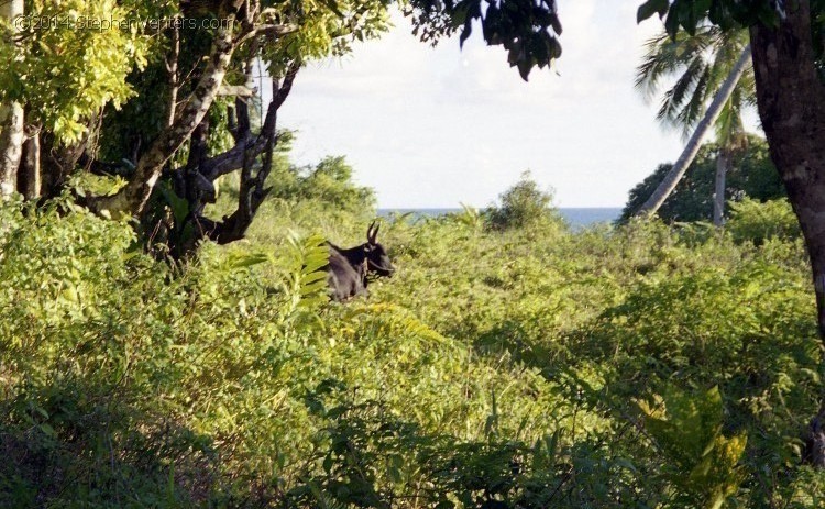 Around the World Trip 2001 - StephenVenters.com