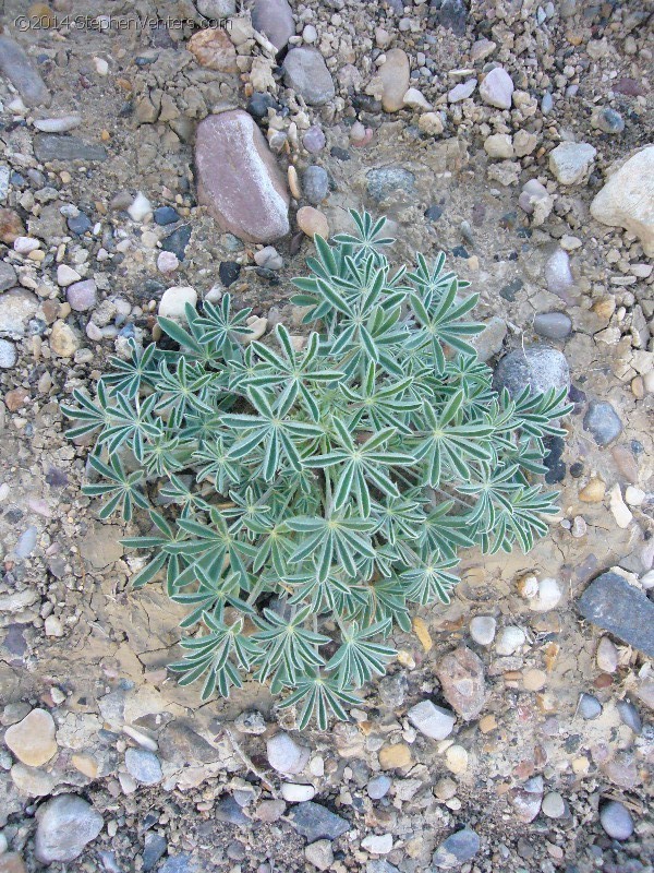 Backpacking in Big Bend NP 2008 - StephenVenters.com