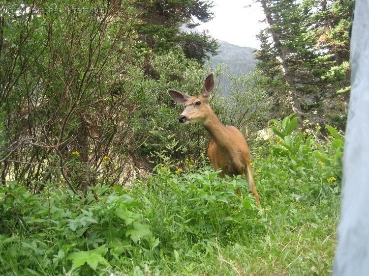 Trip to Glacier and Yellowstone National Parks 2008 - StephenVenters.com