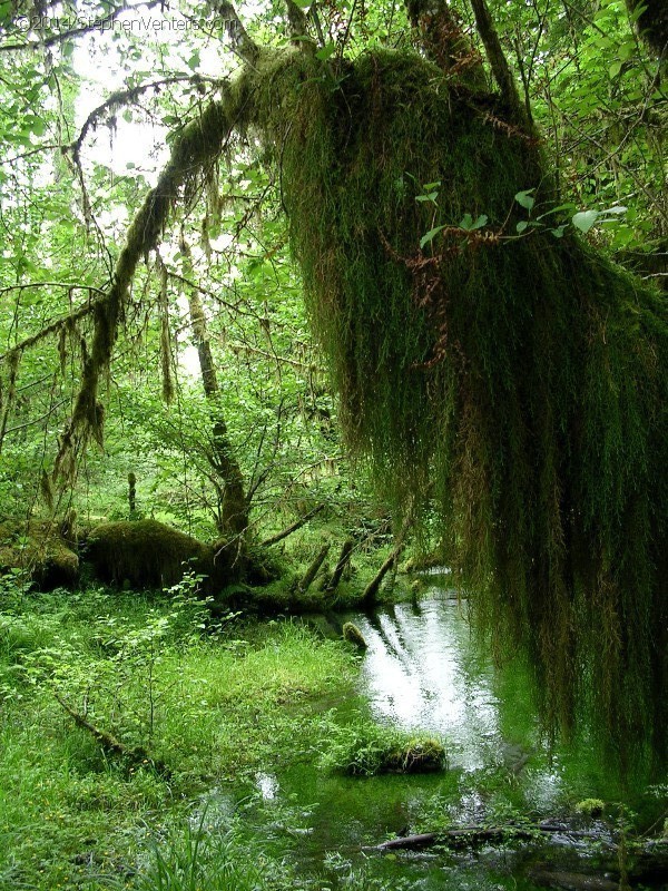 Backpacking in Olympic NP 2005 - StephenVenters.com