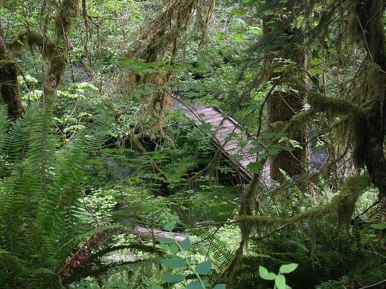 Backpacking in Olympic NP 2005 - StephenVenters.com