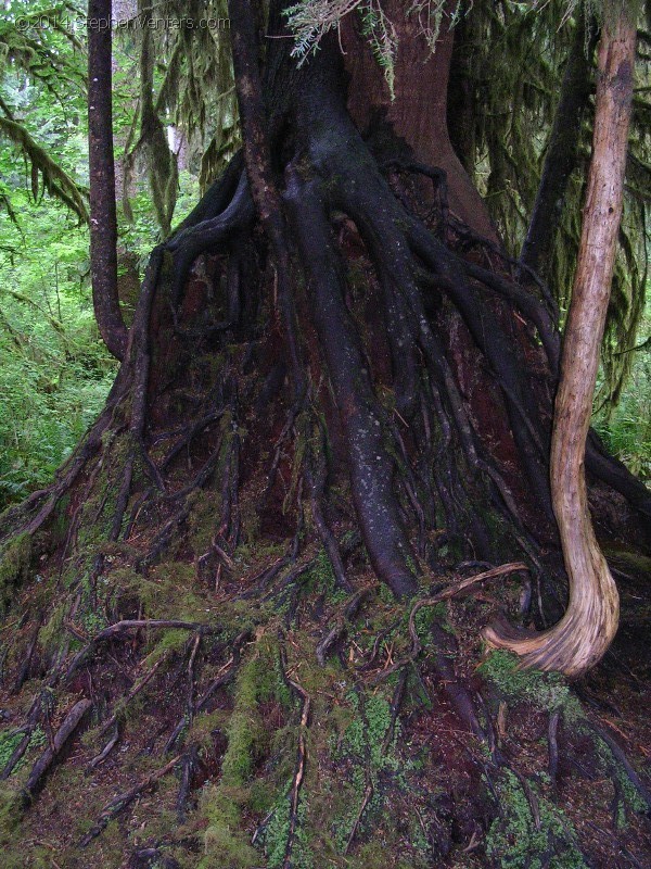 Backpacking in Olympic NP 2005 - StephenVenters.com