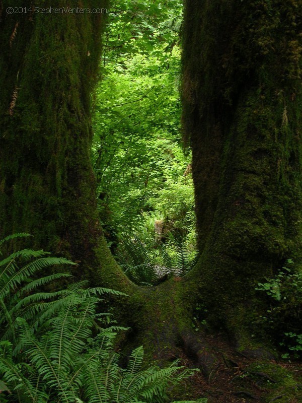 Backpacking in Olympic NP 2005 - StephenVenters.com