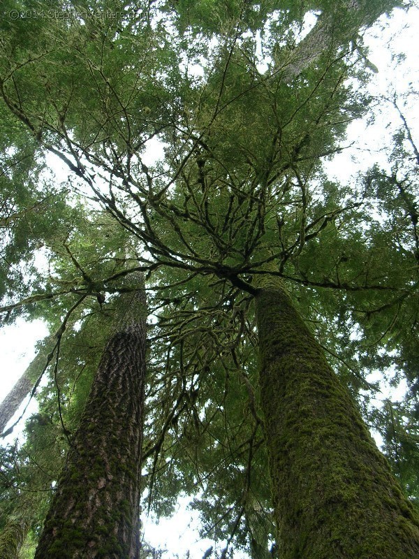 Backpacking in Olympic NP 2005 - StephenVenters.com