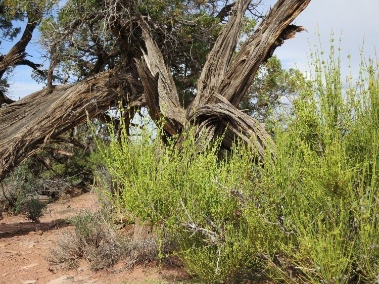 Mountain Biking in Moab 2013 - StephenVenters.com