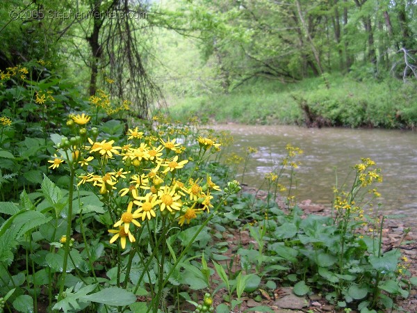 Nature Photography - StephenVenters.com