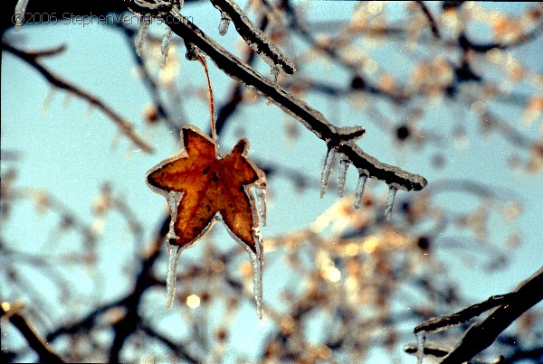 Nature Photography - StephenVenters.com