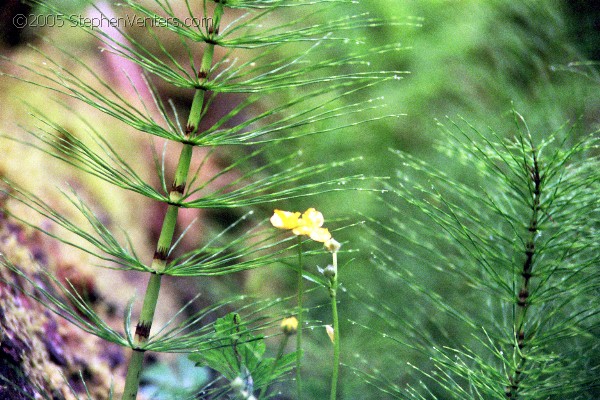 Nature Photography - StephenVenters.com