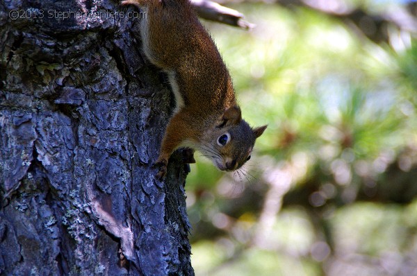 Nature Photography - StephenVenters.com