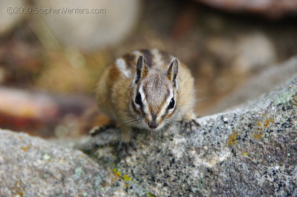 Nature Photography - StephenVenters.com